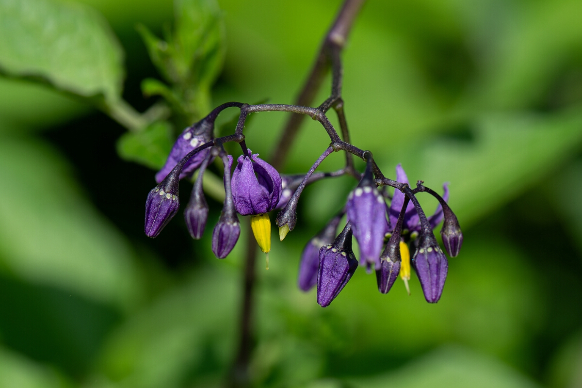 David Plant Photography - Wildlife Photography - Bittersweet - B.jpg - Bittersweet, flowers - Fife