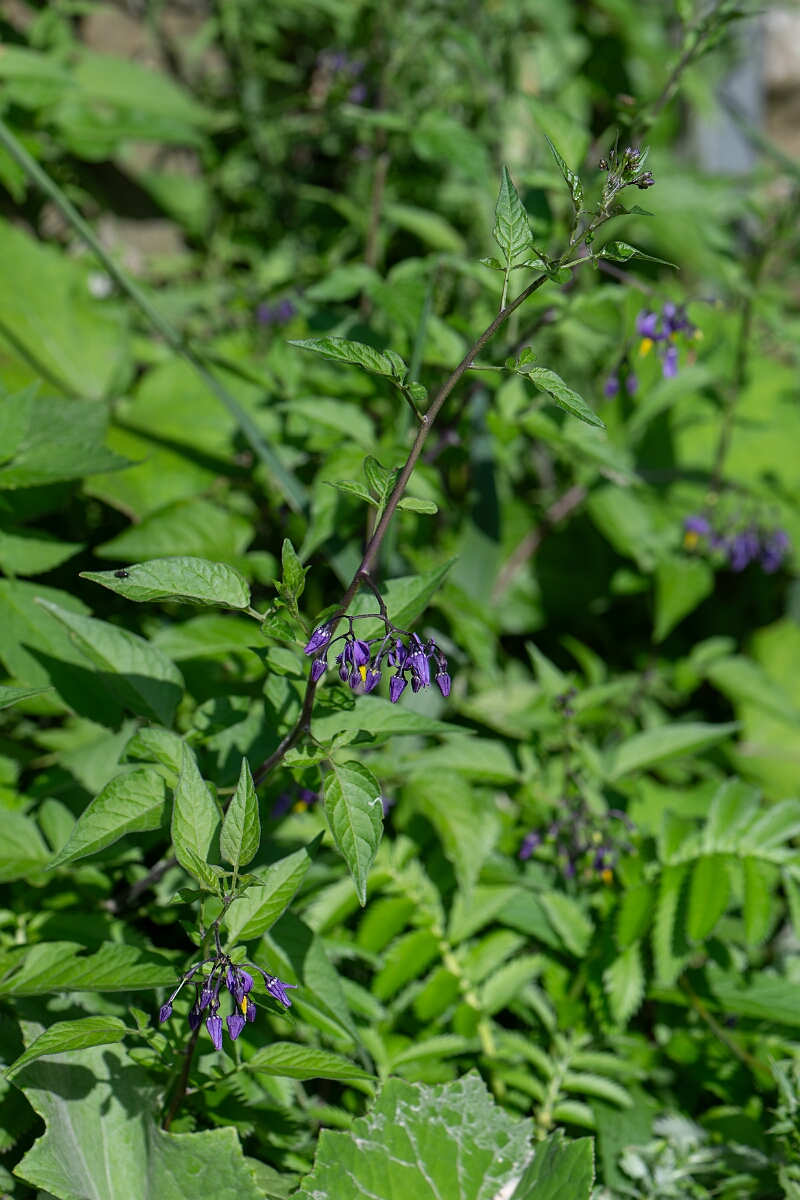 David Plant Photography - Wildlife Photography - Bittersweet - C.jpg - Bittersweet, plant - Fife