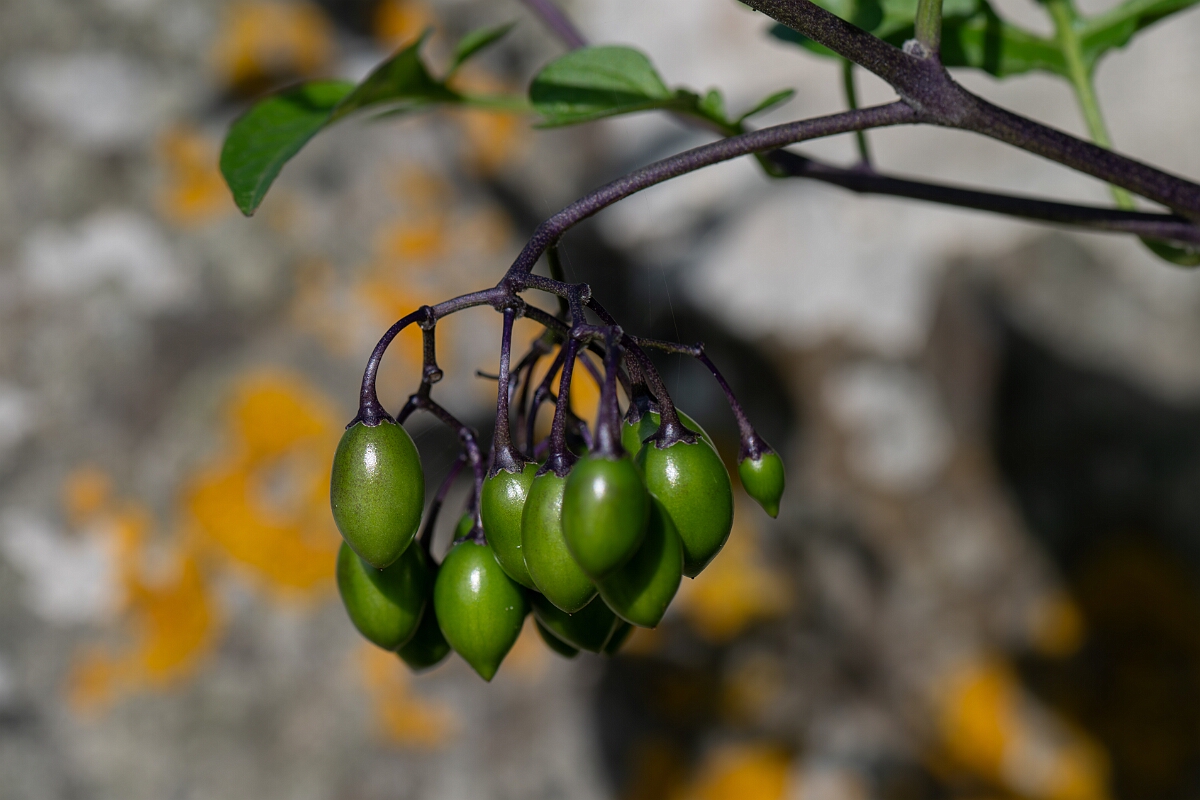 David Plant Photography - Wildlife Photography - Bittersweet - D.jpg - Bittersweet, fruit - Fife