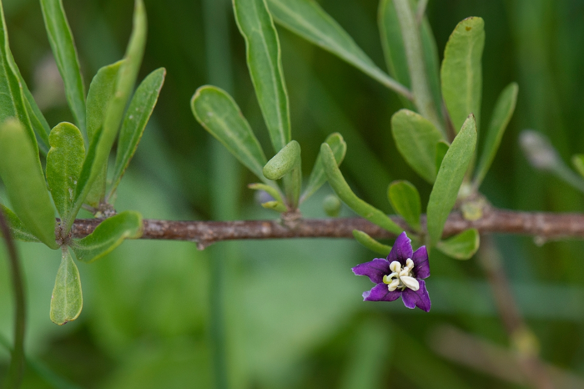David Plant Photography - Wildlife Photography - Duke of Argyll's teaplant - A.JPG - Duke of Argyll's teaplant - Suffolk