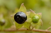 David Plant Photography - Wildlife Photographer - Deadly nightshade - A