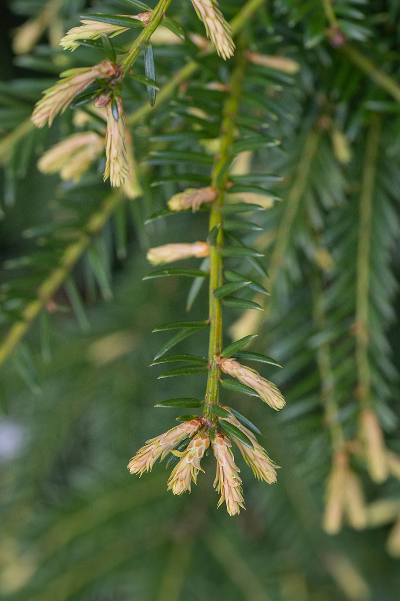 David Plant Photography - Wildlife Photography - Yew - A.JPG - Yew - Cotswolds