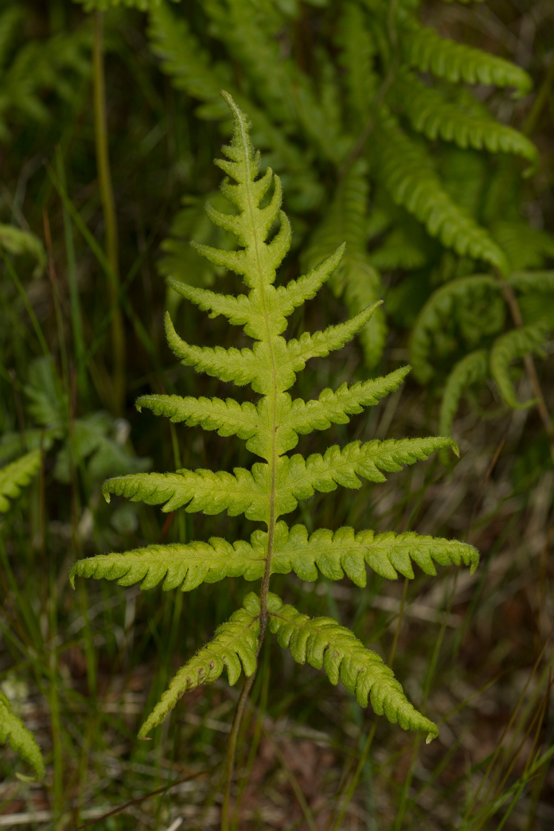 David Plant Photography - Wildlife Photography - Beech fern - A.jpg - Beech fern - Ayrshire