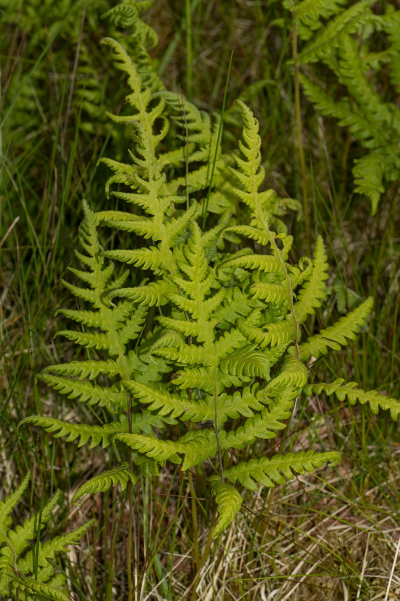 David Plant Photography - Wildlife Photography - Beech fern - B.jpg - Beech fern - Ayrshire