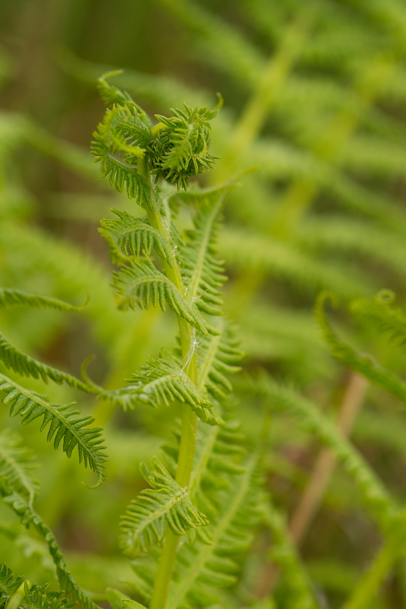 David Plant Photography - Wildlife Photography - Lemon-scented fern - A.jpg - Lemon-scented fern - Ayrshire