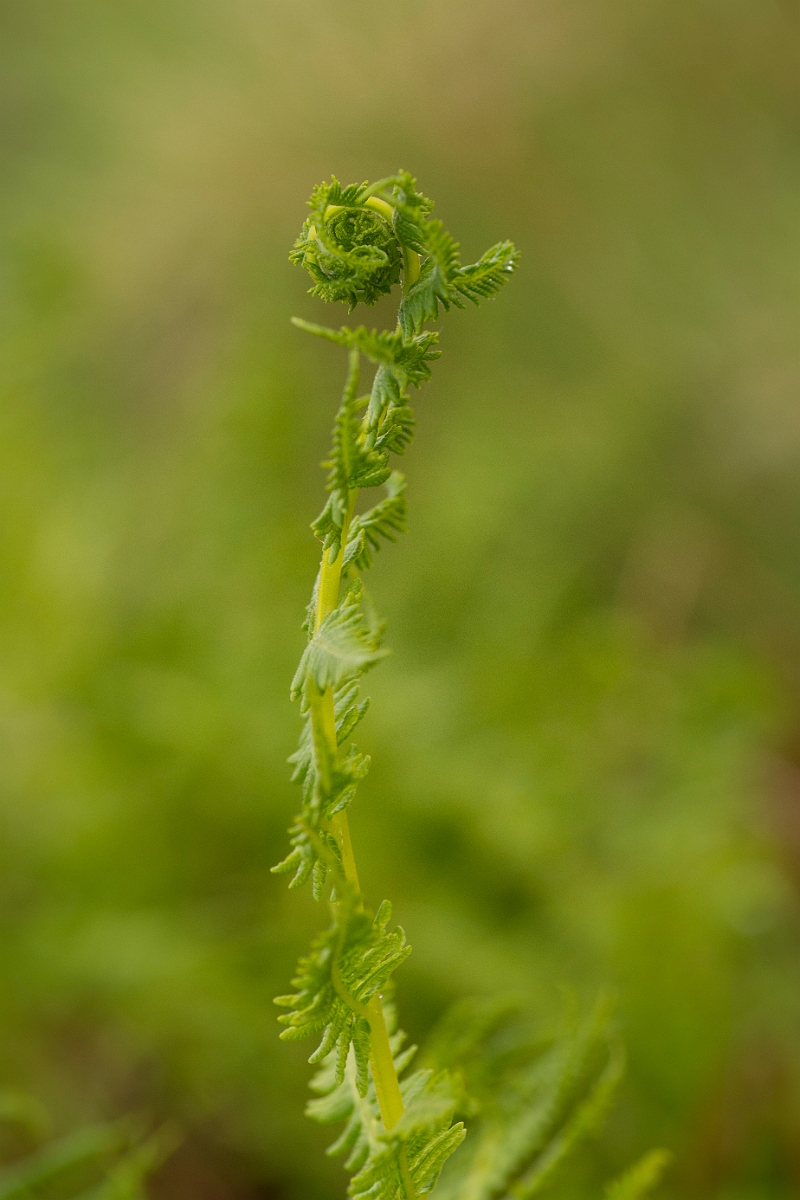 David Plant Photography - Wildlife Photography - Lemon-scented fern - B.jpg - Lemon-scented fern - Ayrshire