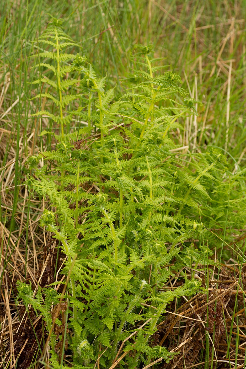 David Plant Photography - Wildlife Photography - Lemon-scented fern - C.jpg - Lemon-scented fern - Ayrshire