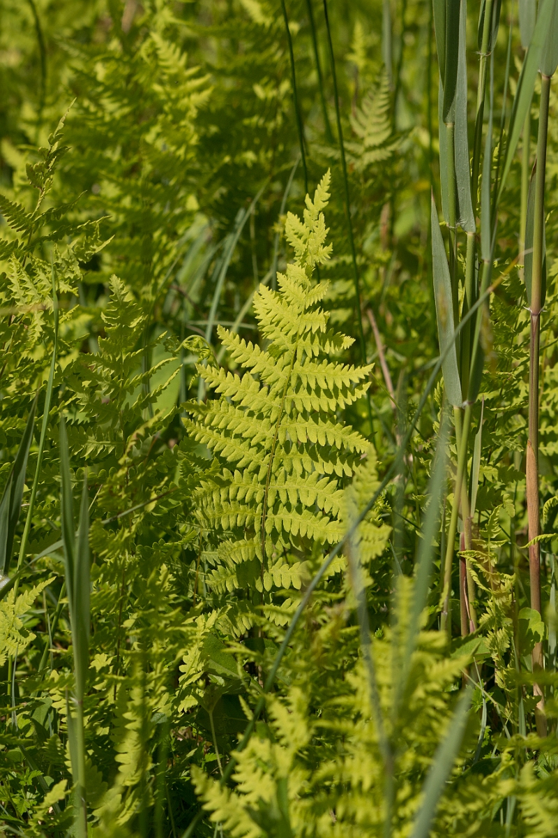 David Plant Photography - Wildlife Photography - Marsh fern - A.jpg - Marsh fern - Norfolk