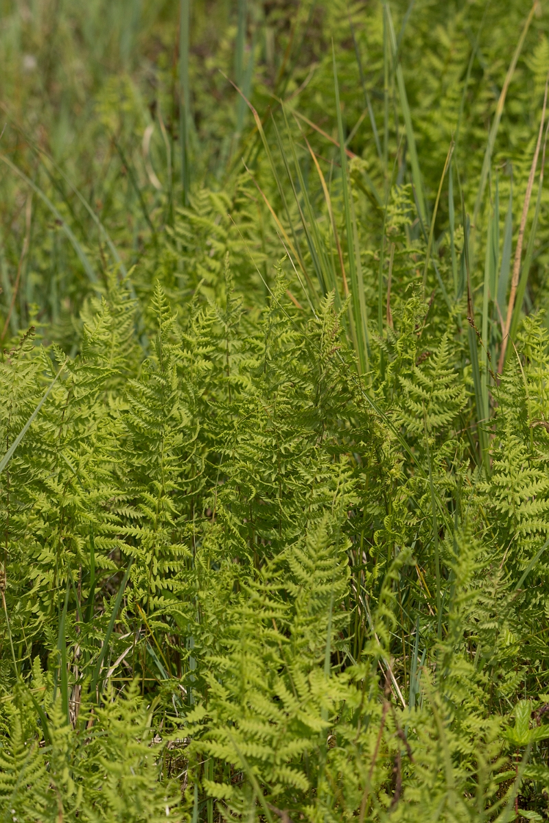 David Plant Photography - Wildlife Photography - Marsh fern - B.jpg - Marsh fern - Norfolk