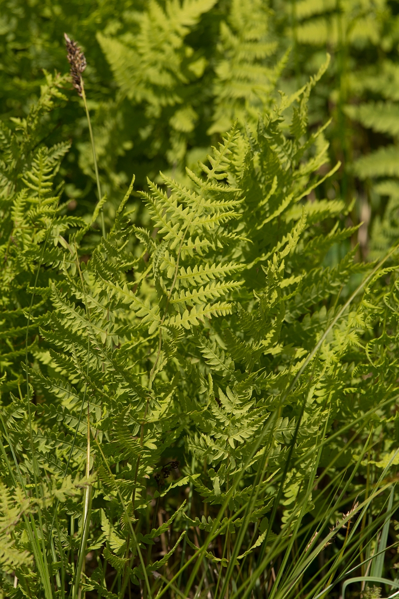 David Plant Photography - Wildlife Photography - Marsh fern - C.jpg - Marsh fern - Norfolk
