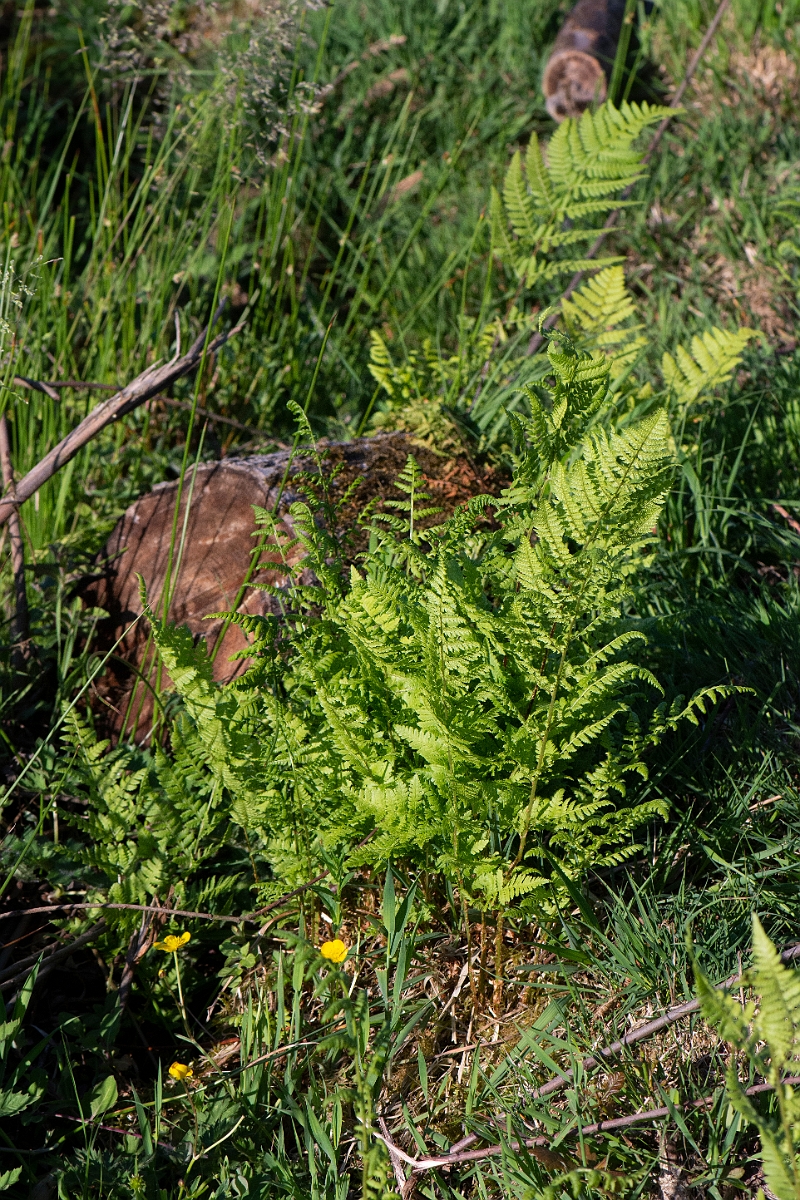 David Plant Photography - Wildlife Photography - Marsh fern - D.jpg - Marsh fern - Norfolk