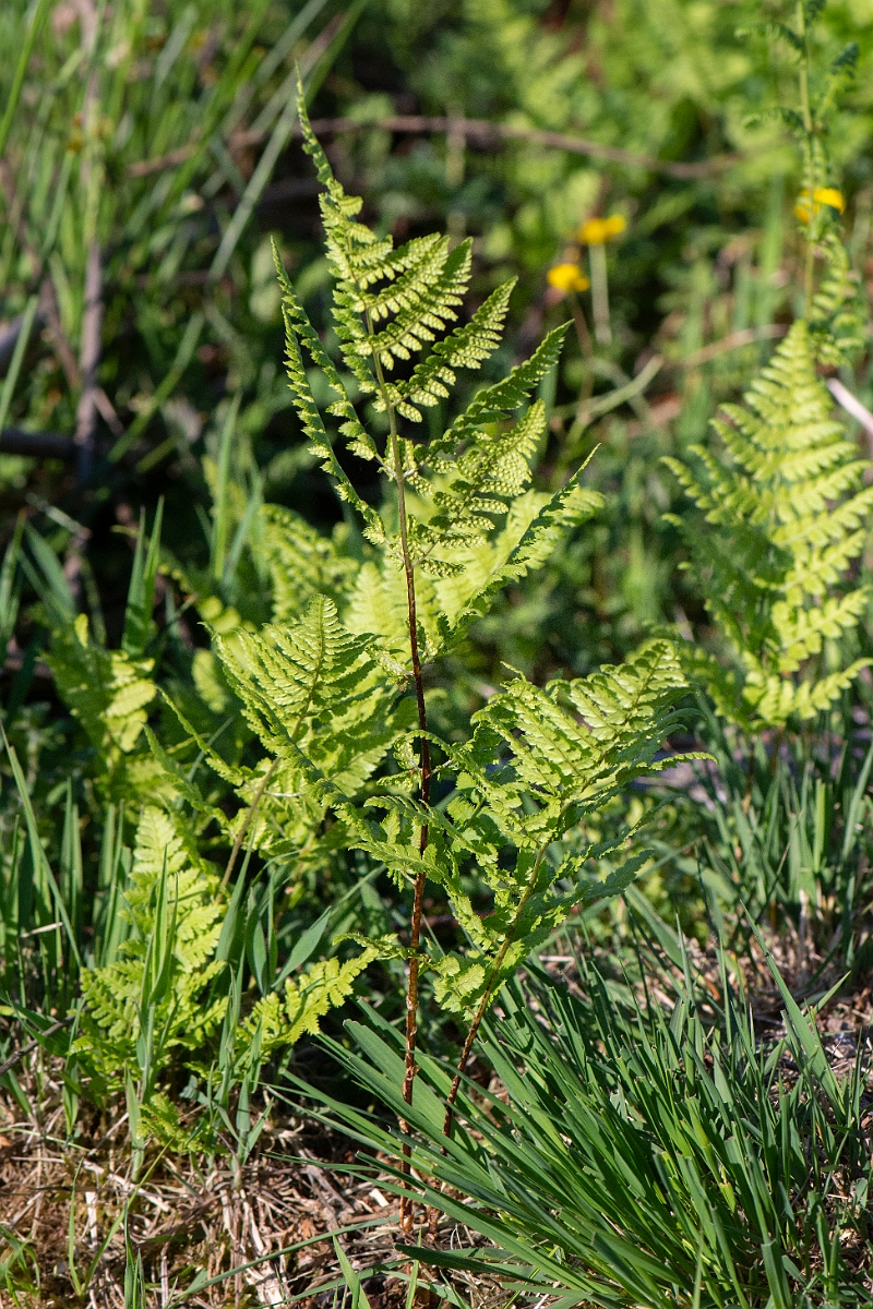 David Plant Photography - Wildlife Photography - Marsh fern - E.jpg - Marsh fern - Norfolk