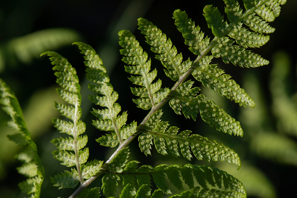 David Plant Photography - Wildlife Photography - Marsh fern - F.jpg - Marsh fern - Norfolk