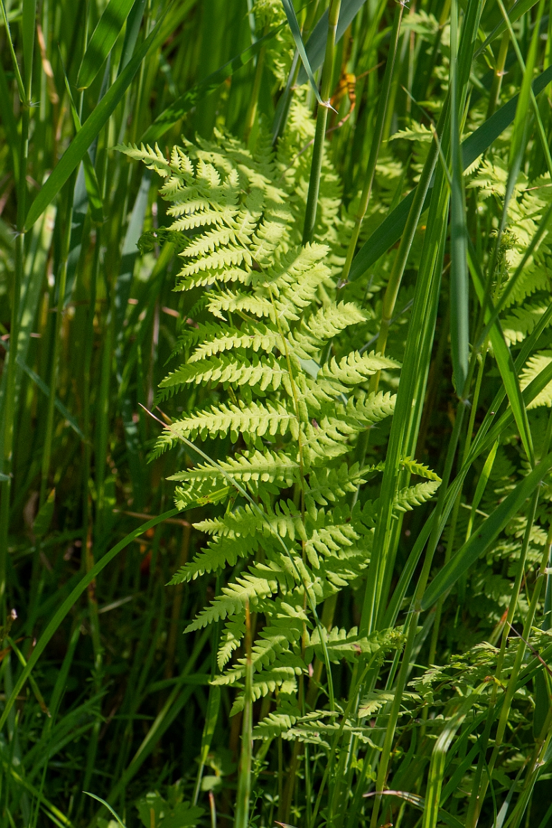 David Plant Photography - Wildlife Photography - Marsh fern - G.JPG - Marsh fern - Norfolk