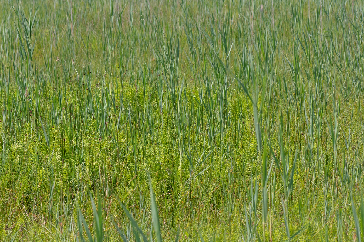 David Plant Photography - Wildlife Photography - Marsh fern - H.JPG - Marsh fern - Norfolk