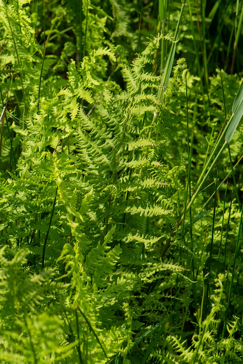 David Plant Photography - Wildlife Photography - Marsh fern - I.JPG - Marsh fern - Norfolk