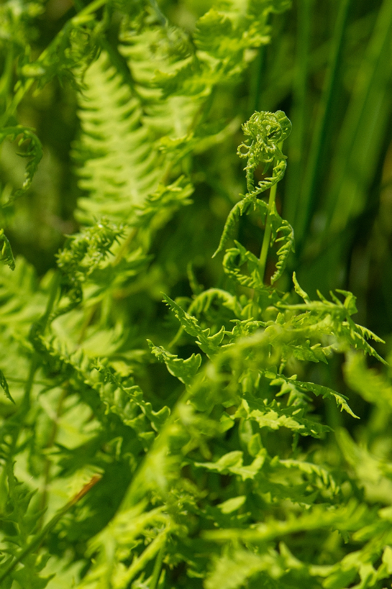 David Plant Photography - Wildlife Photography - Marsh fern - J.JPG - Marsh fern - Norfolk