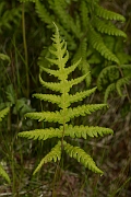 David Plant Photography - Wildlife Photography - Beech fern - A