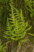 David Plant Photography - Wildlife Photography - Beech fern - B