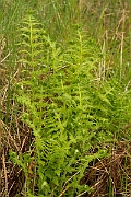 David Plant Photography - Wildlife Photography - Lemon-scented fern - C