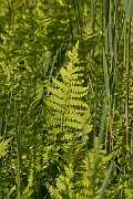 David Plant Photography - Wildlife Photography - Marsh fern - A
