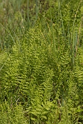 David Plant Photography - Wildlife Photography - Marsh fern - B
