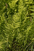 David Plant Photography - Wildlife Photography - Marsh fern - C