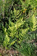 David Plant Photography - Wildlife Photography - Marsh fern - E