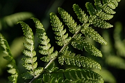 David Plant Photography - Wildlife Photography - Marsh fern - F