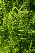 David Plant Photography - Wildlife Photography - Marsh fern - I