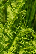 David Plant Photography - Wildlife Photography - Marsh fern - J