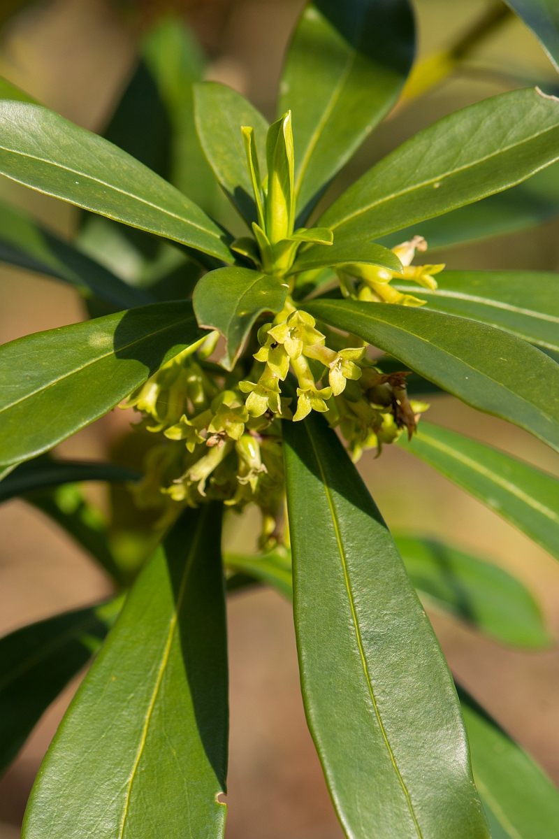David Plant Photography - Wildlife Photography - Spurge-laurel - A.jpg - Spurge-laurel - Cotswolds