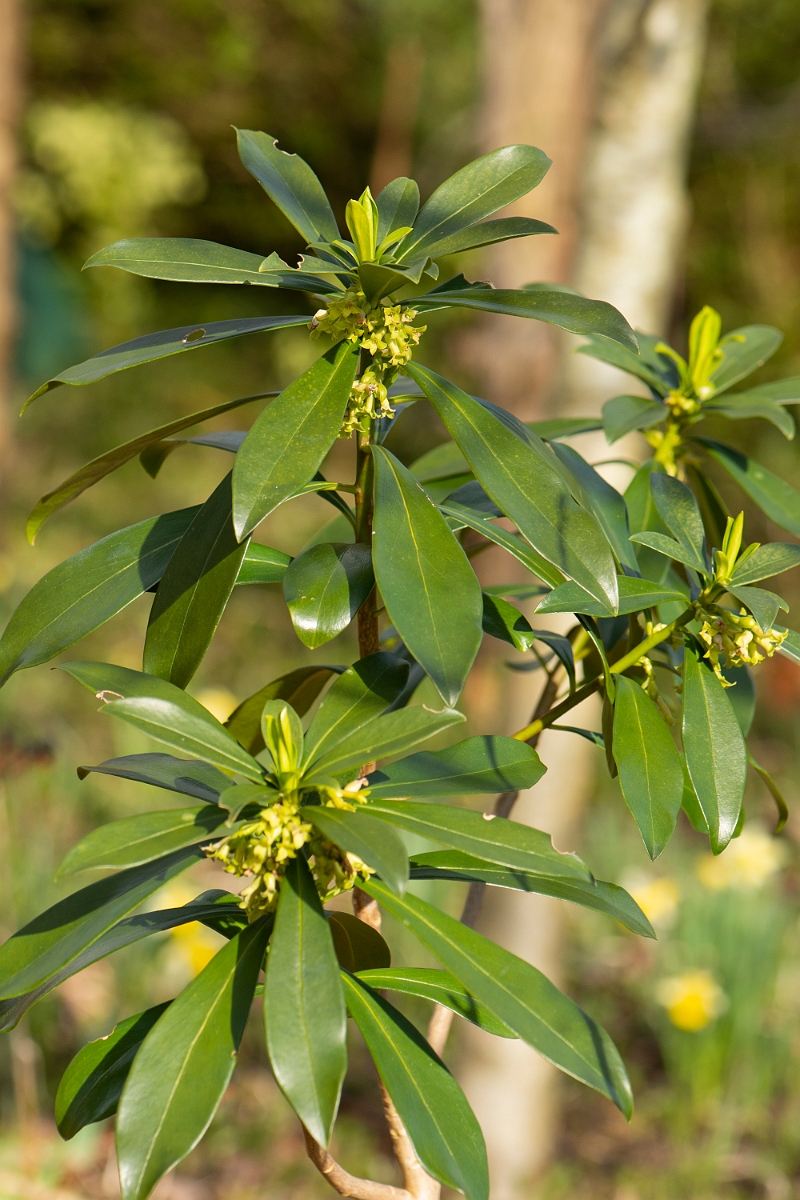 David Plant Photography - Wildlife Photography - Spurge-laurel - B.jpg - Spurge-laurel - Cotswolds