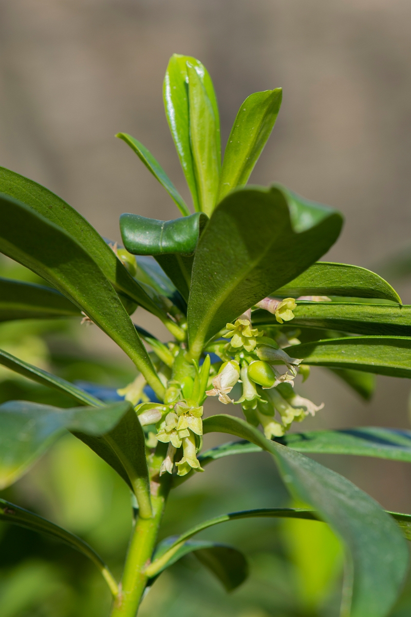 David Plant Photography - Wildlife Photography - Spurge-laurel - C.JPG - Spurge-laurel - Cotswolds