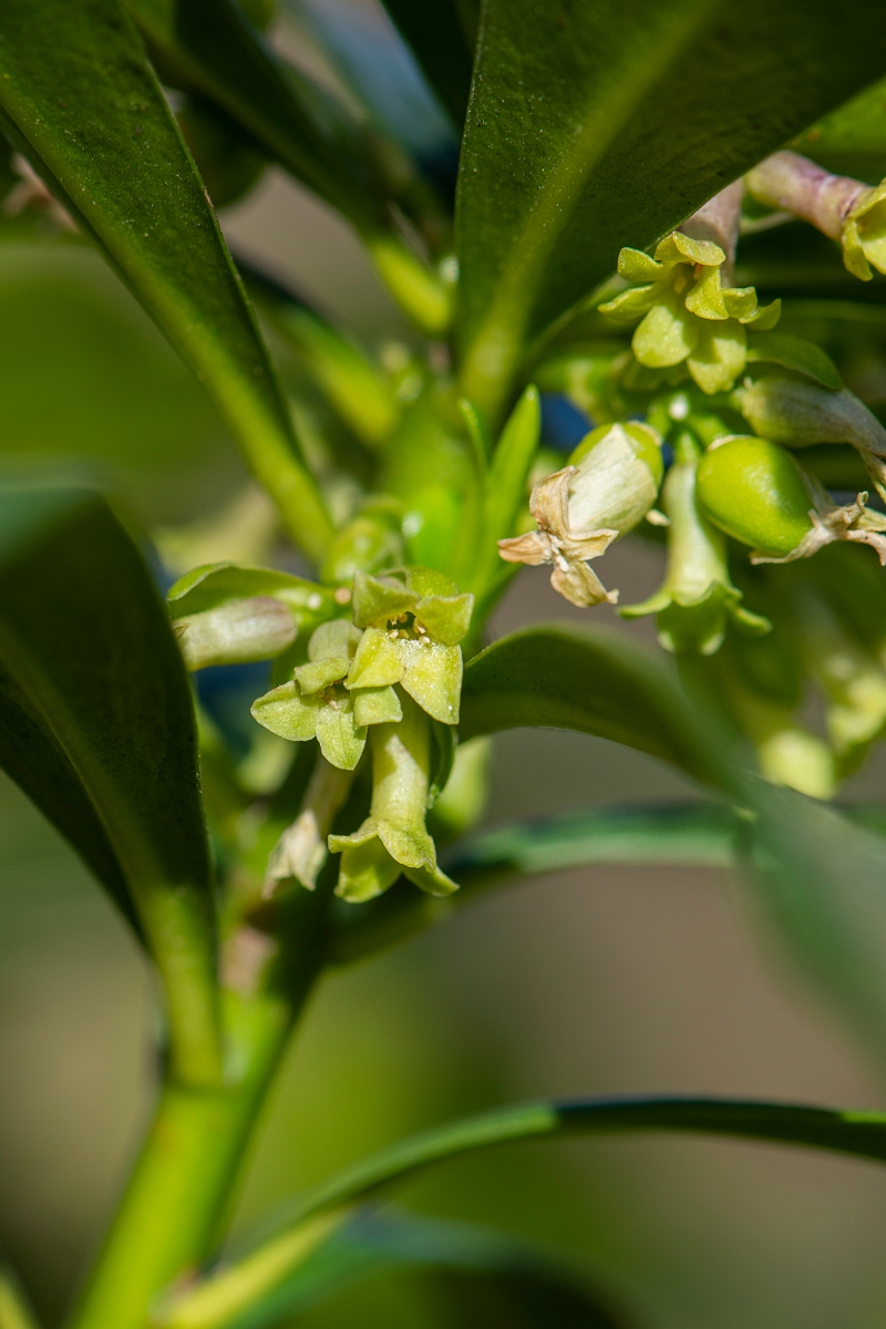 David Plant Photography - Wildlife Photography - Spurge-laurel - D.JPG - Spurge-laurel - Cotswolds