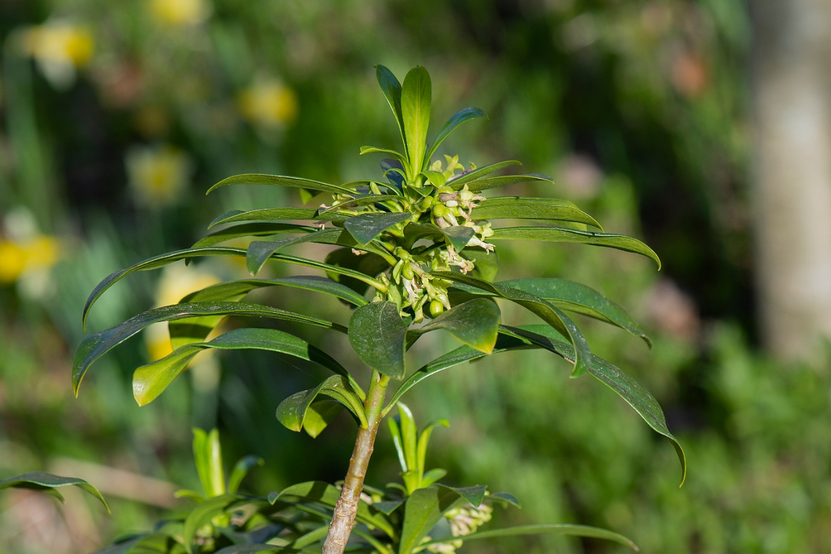 David Plant Photography - Wildlife Photography - Spurge-laurel - F.JPG - Spurge-laurel - Cotswolds