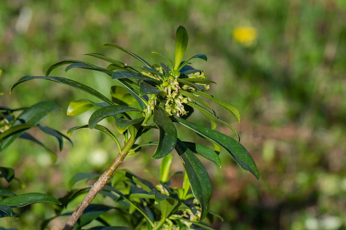 David Plant Photography - Wildlife Photography - Spurge-laurel - G.JPG - Spurge-laurel - Cotswolds