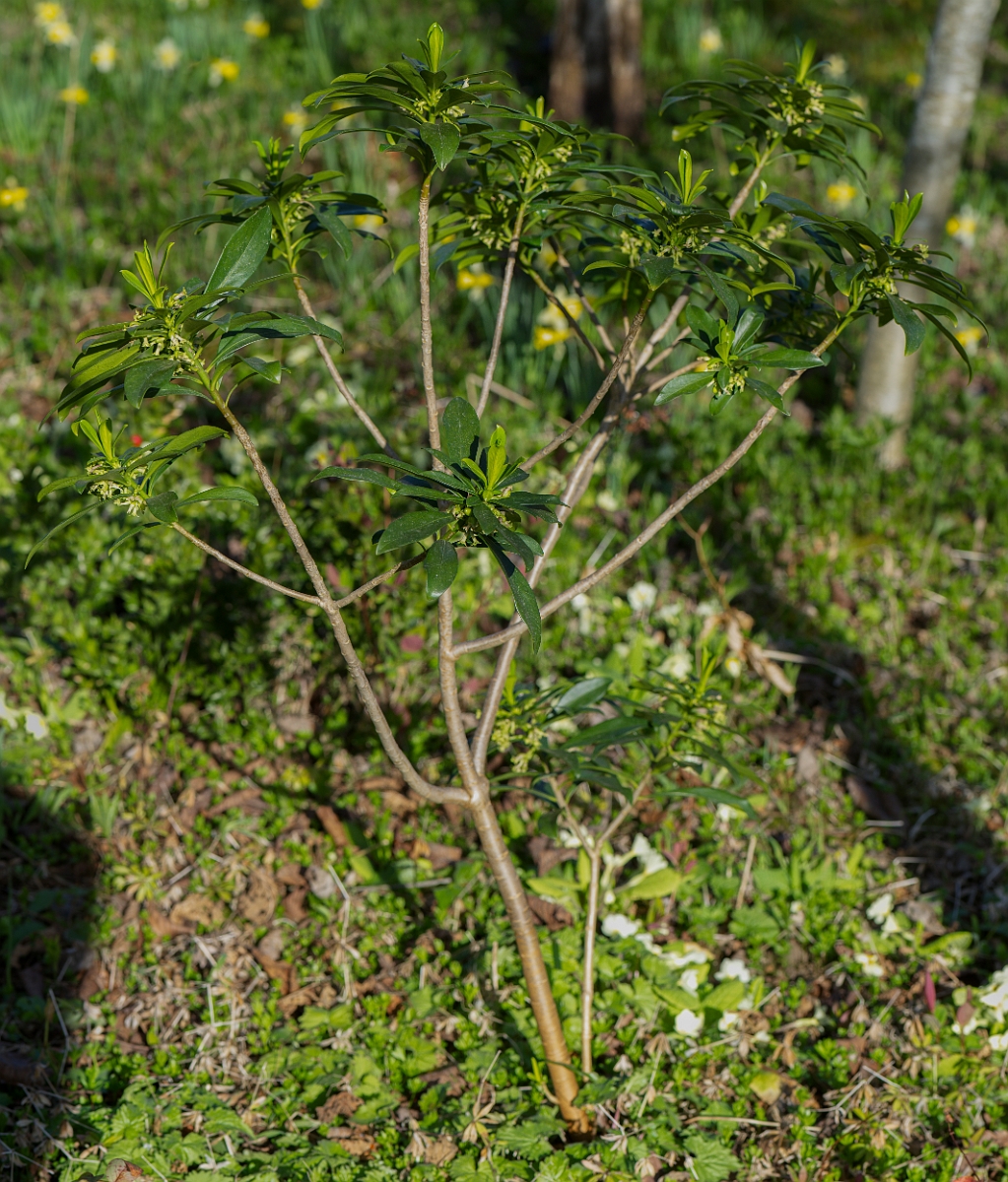 David Plant Photography - Wildlife Photography - Spurge-laurel - H.JPG - Spurge-laurel - Cotswolds