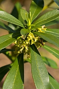 David Plant Photography - Wildlife Photography - Spurge-laurel - A