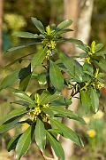 David Plant Photography - Wildlife Photography - Spurge-laurel - B