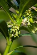 David Plant Photography - Wildlife Photography - Spurge-laurel - D