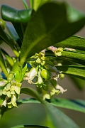 David Plant Photography - Wildlife Photography - Spurge-laurel - E