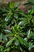 David Plant Photography - Wildlife Photography - Spurge-laurel - I
