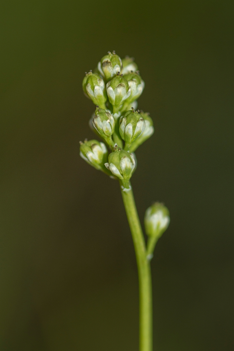 David Plant Photography - Wildlife Photography - Scottish asphodel - A.jpg - Scottish asphodel - Perthshire