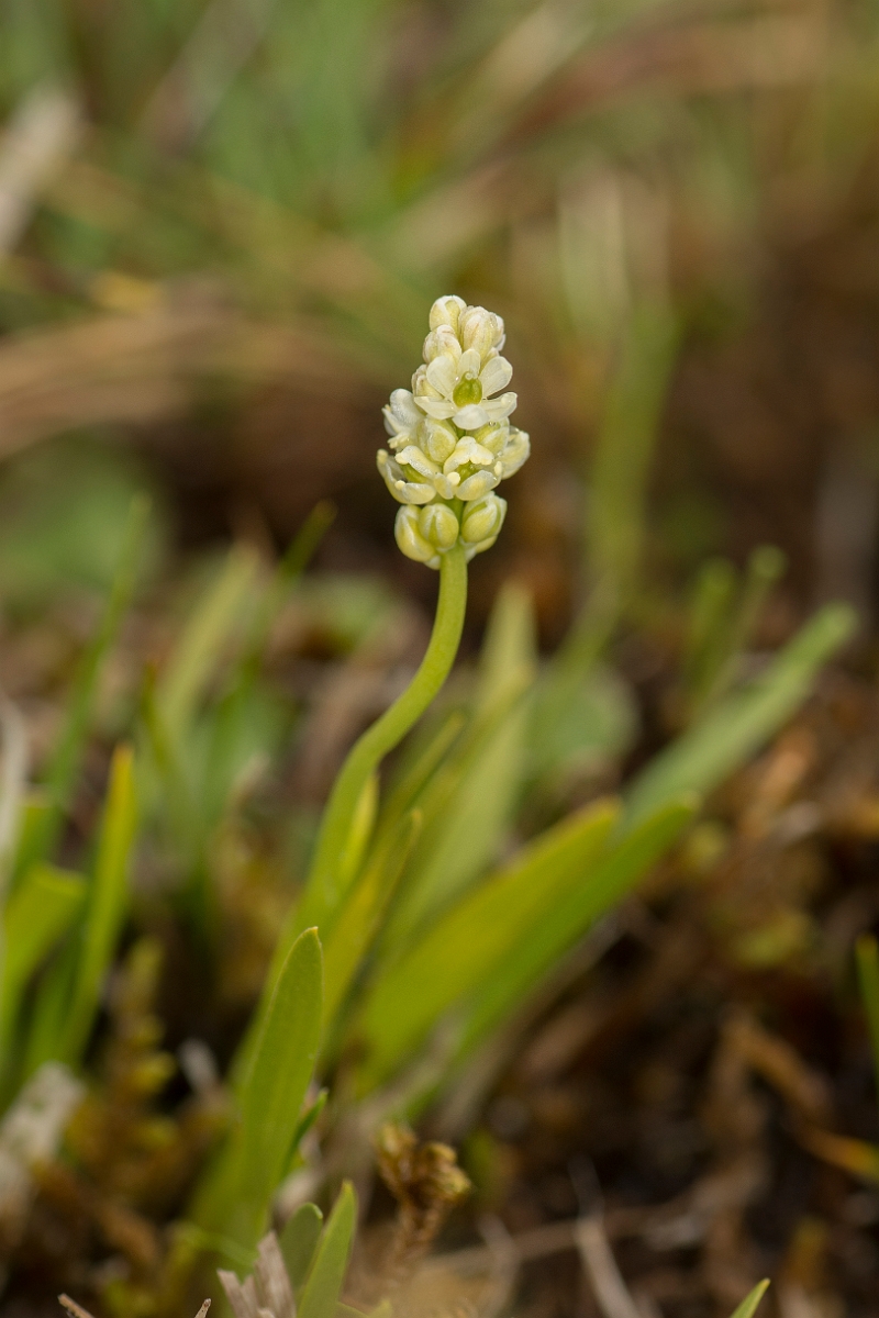 David Plant Photography - Wildlife Photography - Scottish asphodel - B.jpg - Scottish asphodel - County Durham