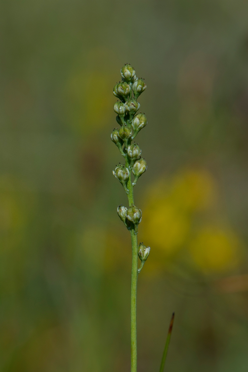 David Plant Photography - Wildlife Photography - Scottish asphodel - C.JPG - Scottish asphodel - Perthshire