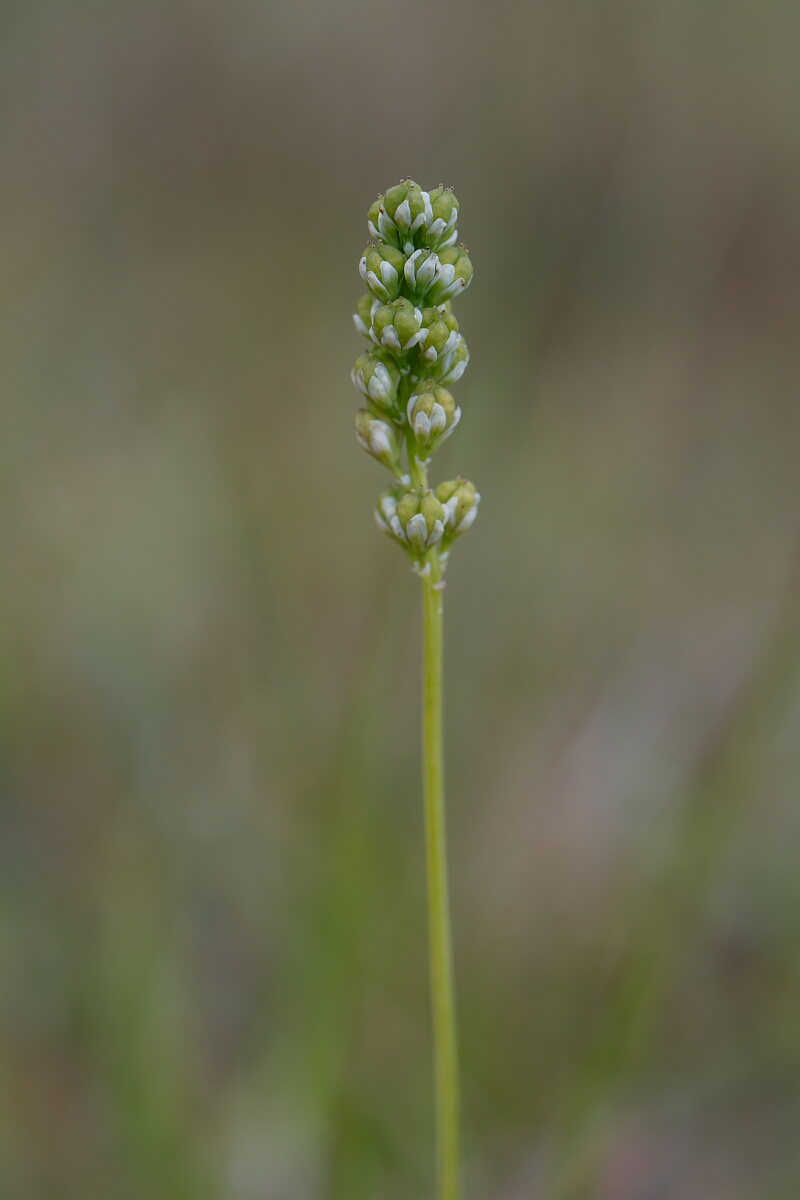 David Plant Photography - Wildlife Photography - Scottish asphodel - D.jpg - Scottish asphodel - Perthshire