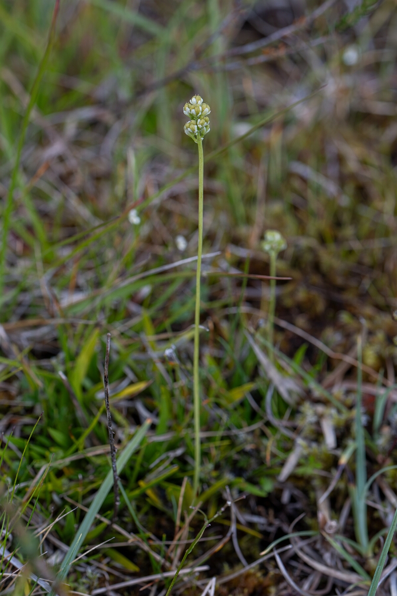 David Plant Photography - Wildlife Photography - Scottish asphodel - E.jpg - Scottish asphodel - Perthshire