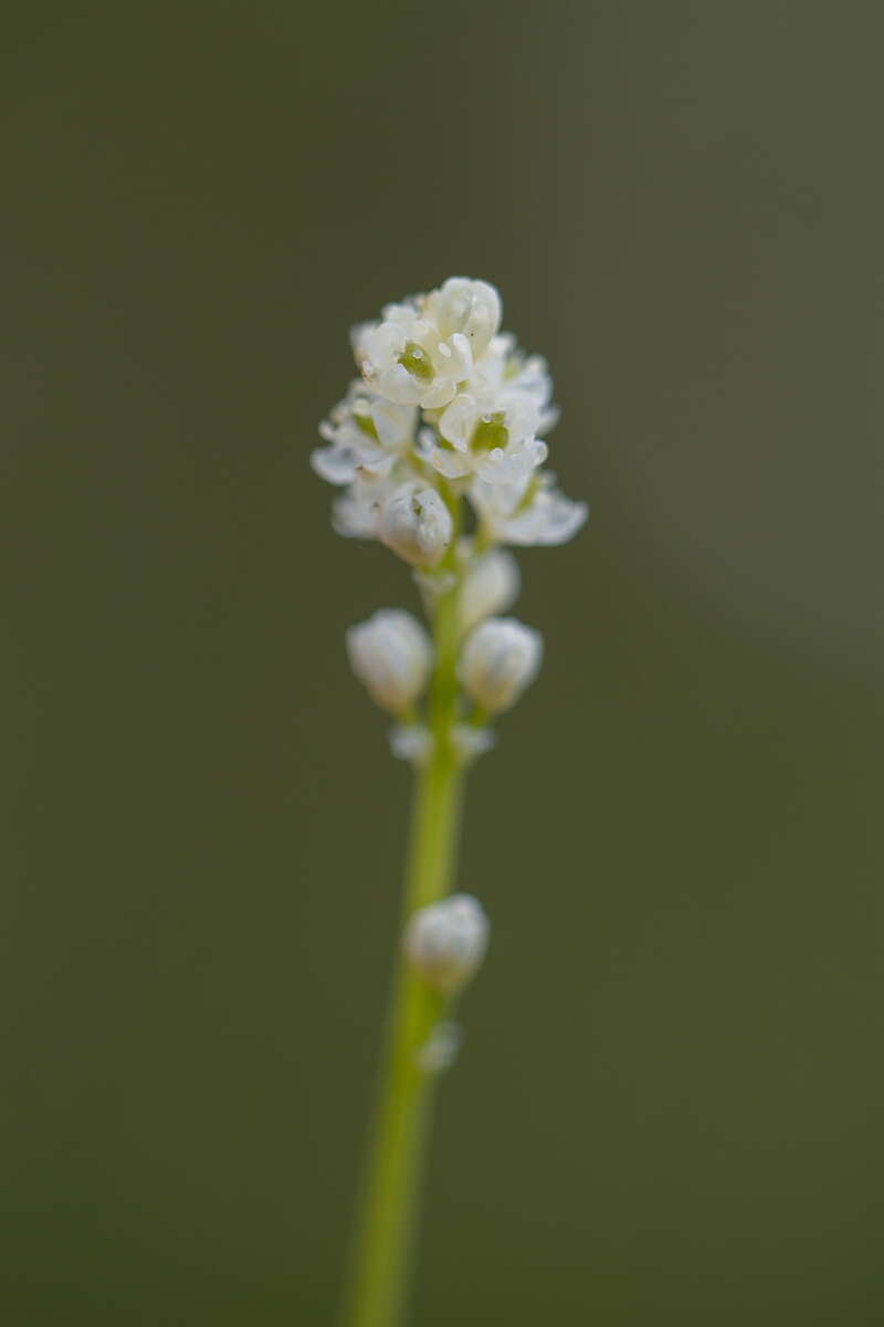 David Plant Photography - Wildlife Photography - Scottish asphodel - G.jpg - Scottish asphodel - Perthshire
