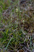 David Plant Photography - Wildlife Photography - Scottish asphodel - E